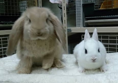 ねこ時々うさぎの写真を貼るトピ