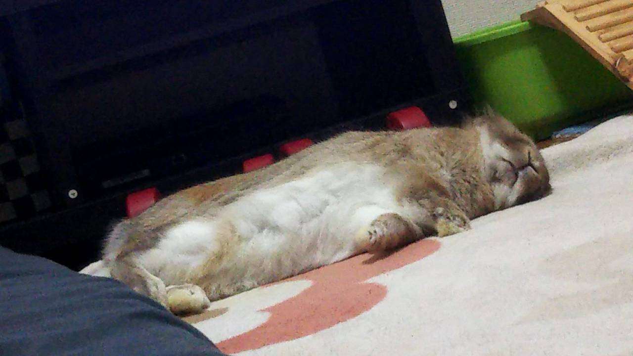 ねこ時々うさぎの写真を貼るトピ