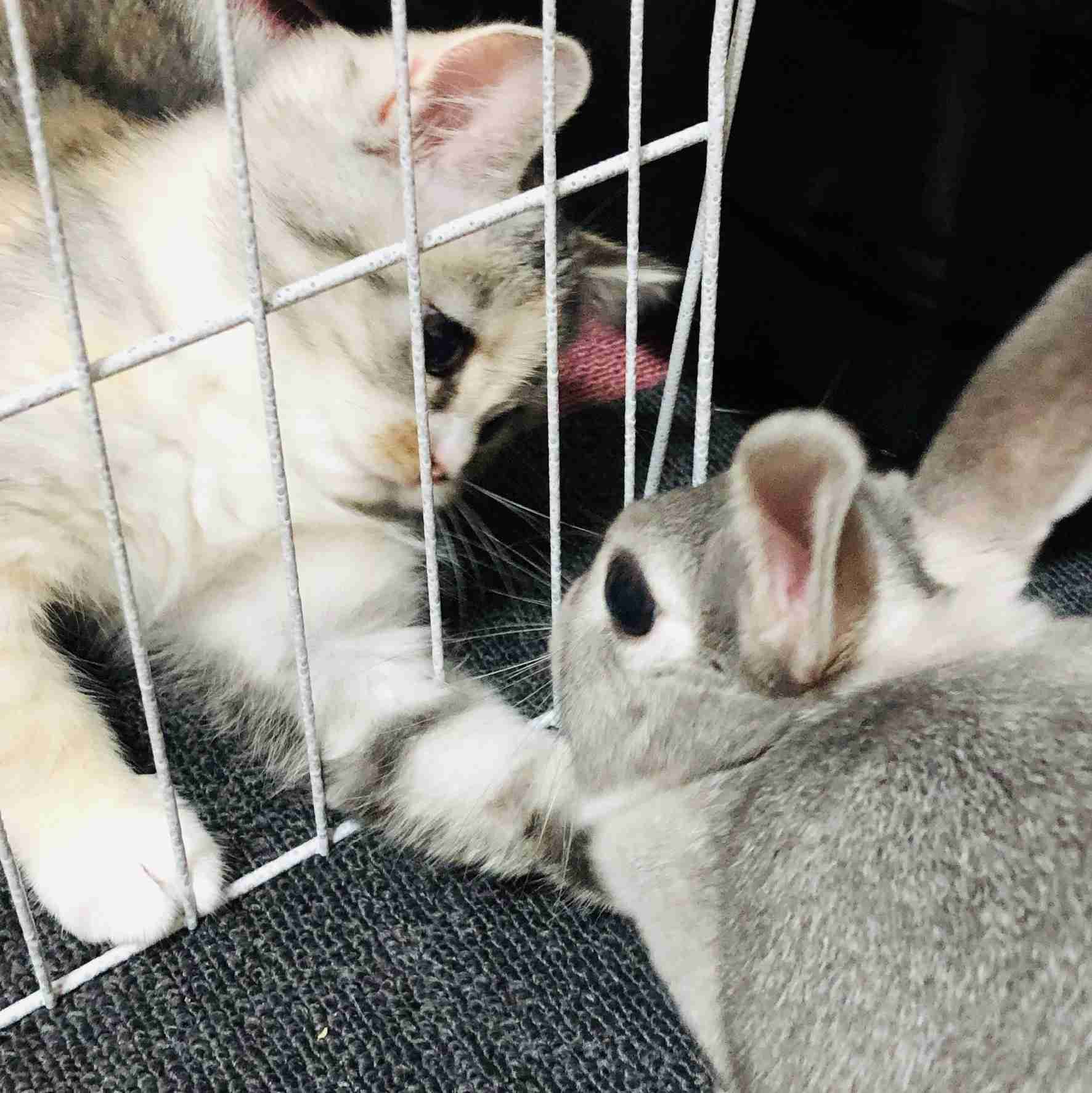 ねこ時々うさぎの写真を貼るトピ