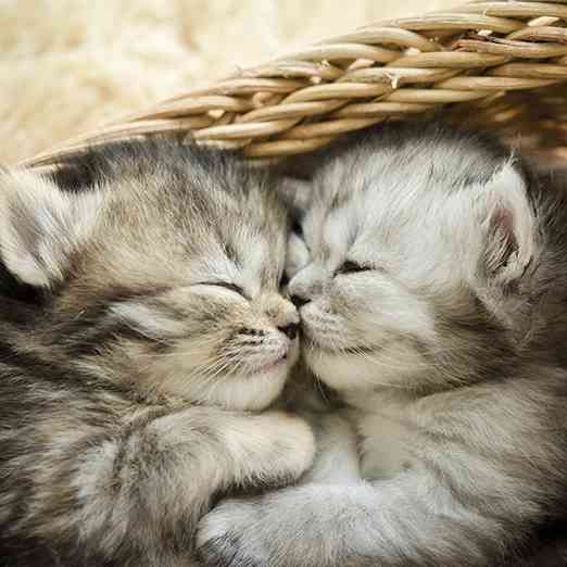 ねこ時々うさぎの写真を貼るトピ