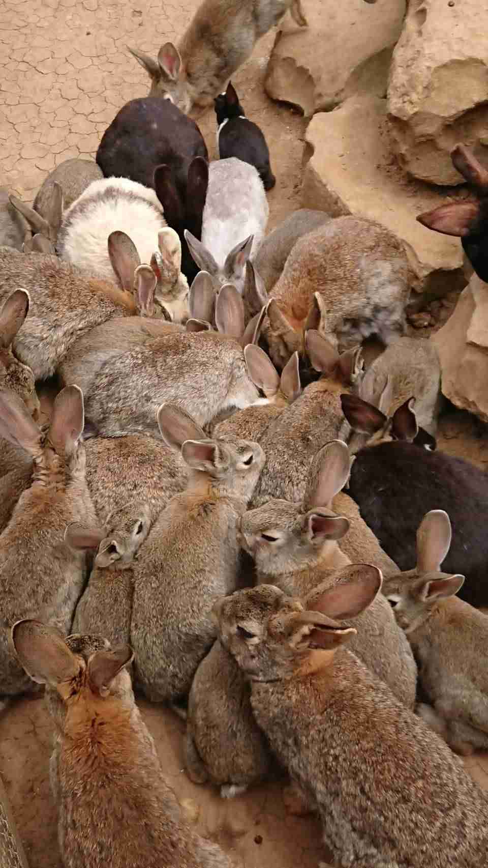 ねこ時々うさぎの写真を貼るトピ