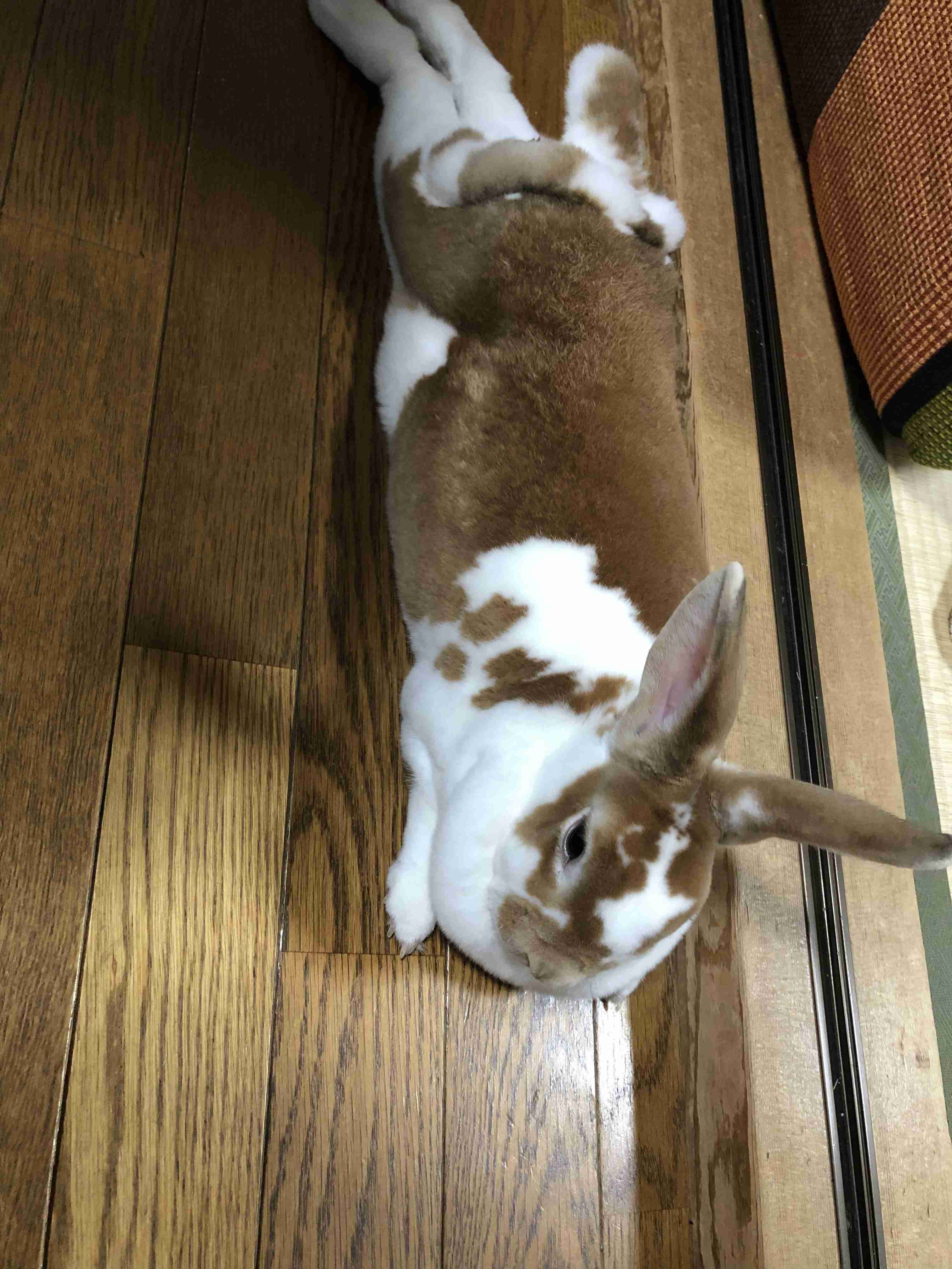 ねこ時々うさぎの写真を貼るトピ