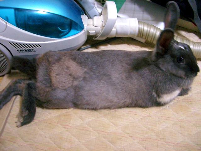 ねこ時々うさぎの写真を貼るトピ