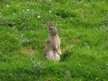 ねこ時々うさぎの写真を貼るトピ