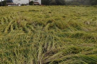 台風が過ぎた後あるある