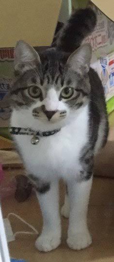 助けて！梨の消費法！
