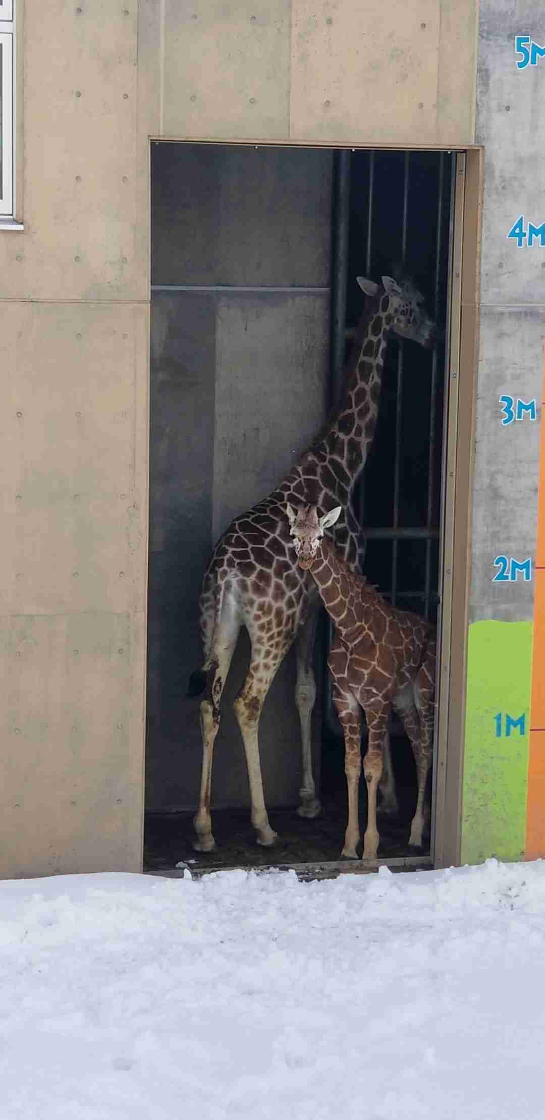 キリンの赤ちゃん事故死、北海道　旭山動物園、金網に角絡まる