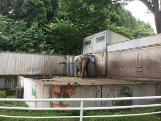 キリンの赤ちゃん事故死、北海道　旭山動物園、金網に角絡まる