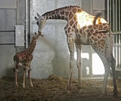 キリンの赤ちゃん事故死、北海道　旭山動物園、金網に角絡まる