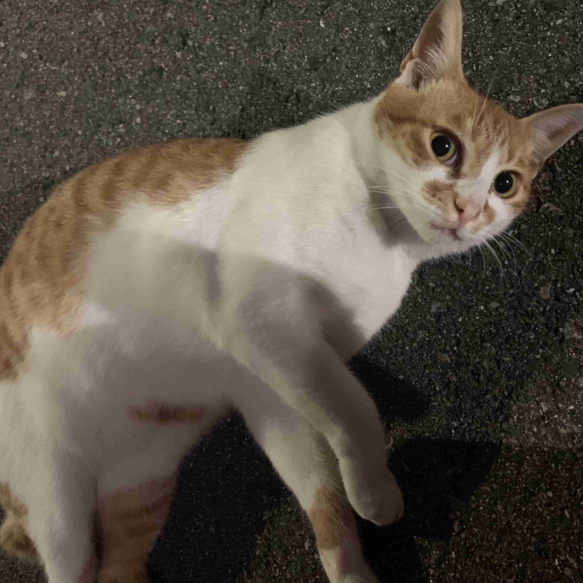 猫のお悩み相談 ガールズちゃんねる Girls Channel