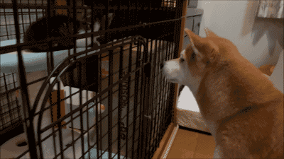 ガルちゃんで画像(サイト)を貼り付ける方法&練習Part24