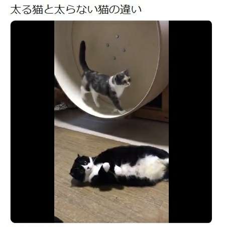 ガルちゃんで画像(サイト)を貼り付ける方法&練習Part24