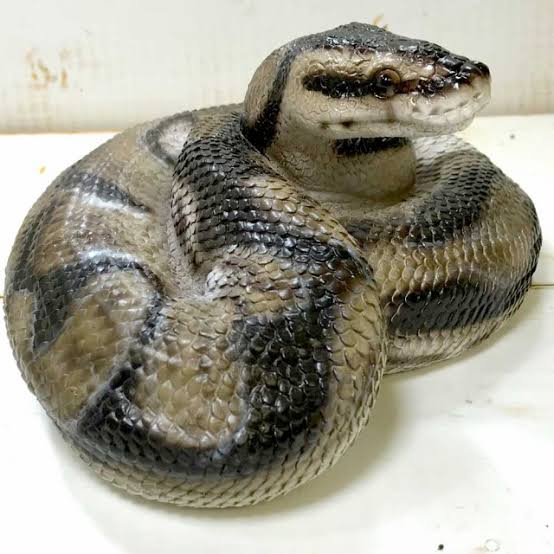 ぐにゃぐにゃな動物たち