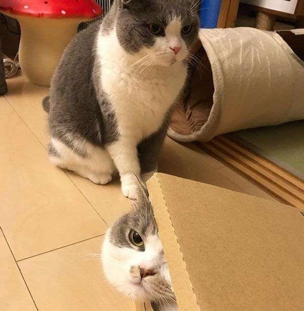 ぐにゃぐにゃな動物たち