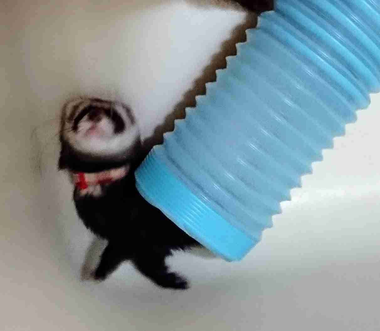 ぐにゃぐにゃな動物たち