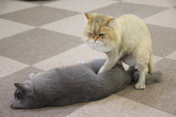ぐにゃぐにゃな動物たち