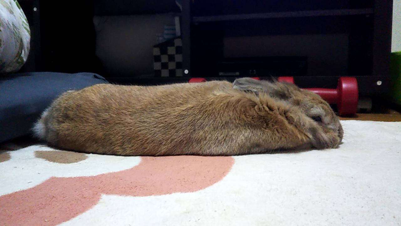 ぐにゃぐにゃな動物たち