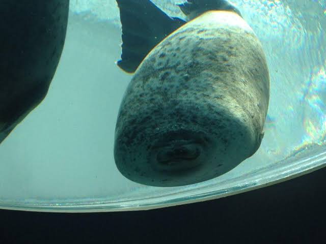 ぐにゃぐにゃな動物たち