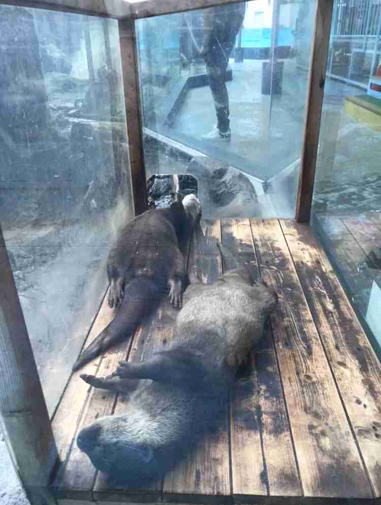 ぐにゃぐにゃな動物たち