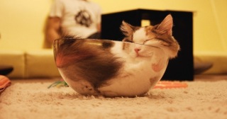ぐにゃぐにゃな動物たち