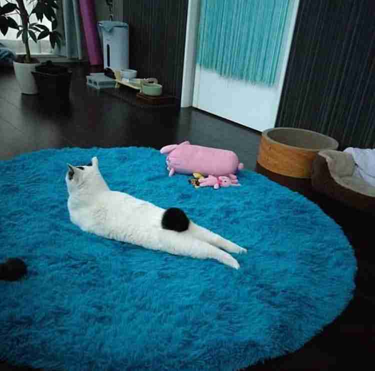 ぐにゃぐにゃな動物たち