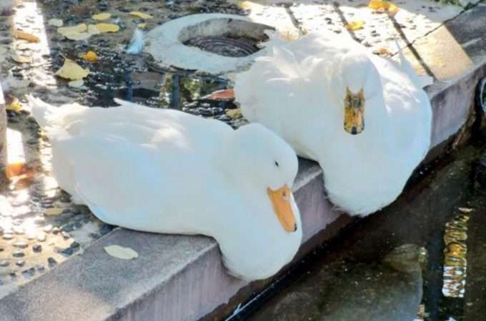 ぐにゃぐにゃな動物たち