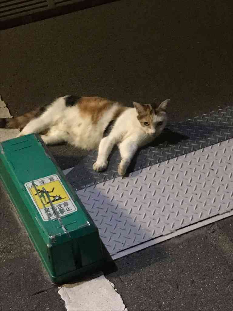 ぐにゃぐにゃな動物たち
