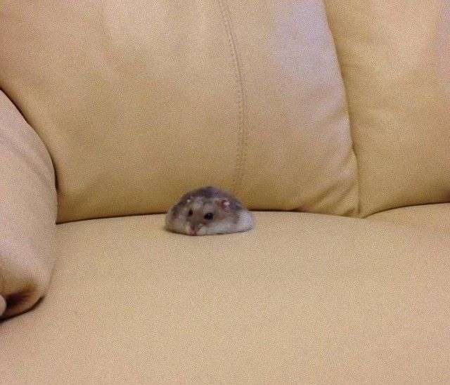 ぐにゃぐにゃな動物たち