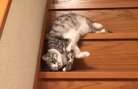 ぐにゃぐにゃな動物たち