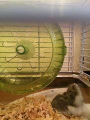ぐにゃぐにゃな動物たち