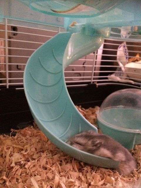 ぐにゃぐにゃな動物たち