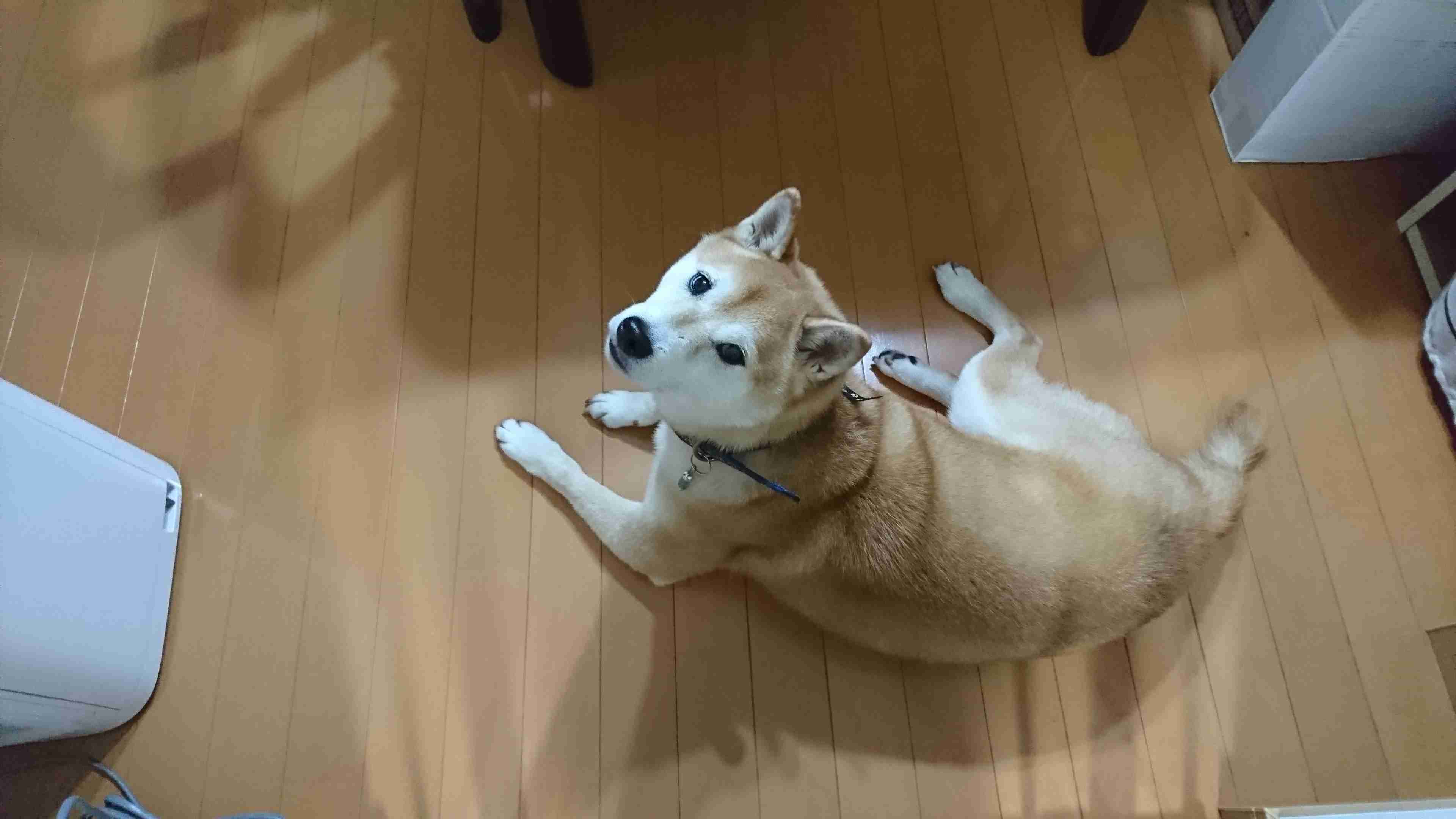 ガルちゃんワンコカフェpart5