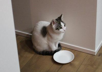 ペットからの訴えトピ