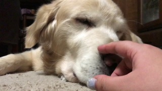 ペットからの訴えトピ