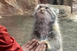 ペットからの訴えトピ
