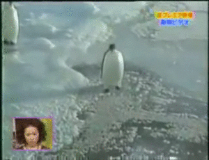使い道がない画像を供養するトピ