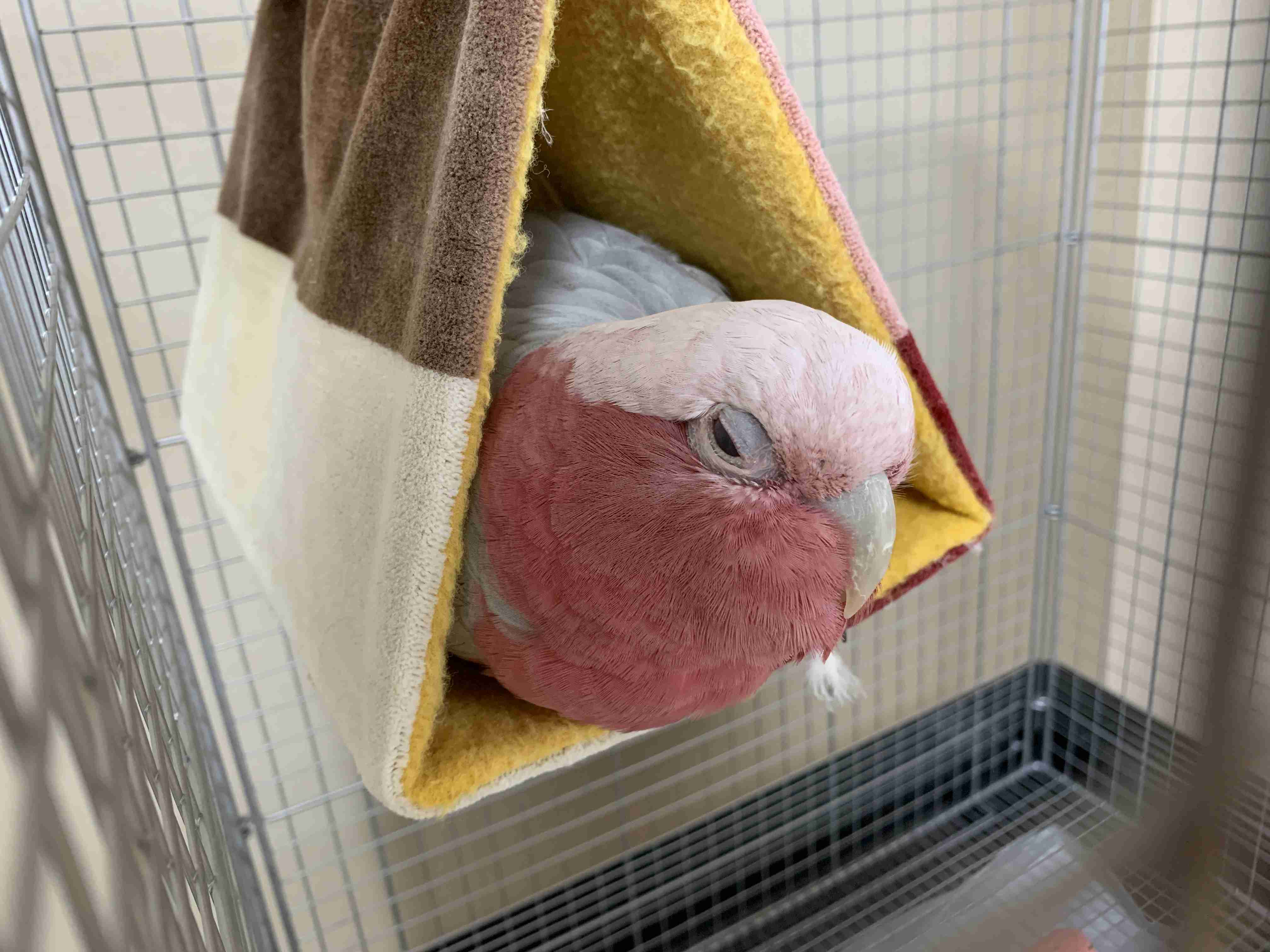 鳥カフェ(⊙ө⊙)倶楽部part6