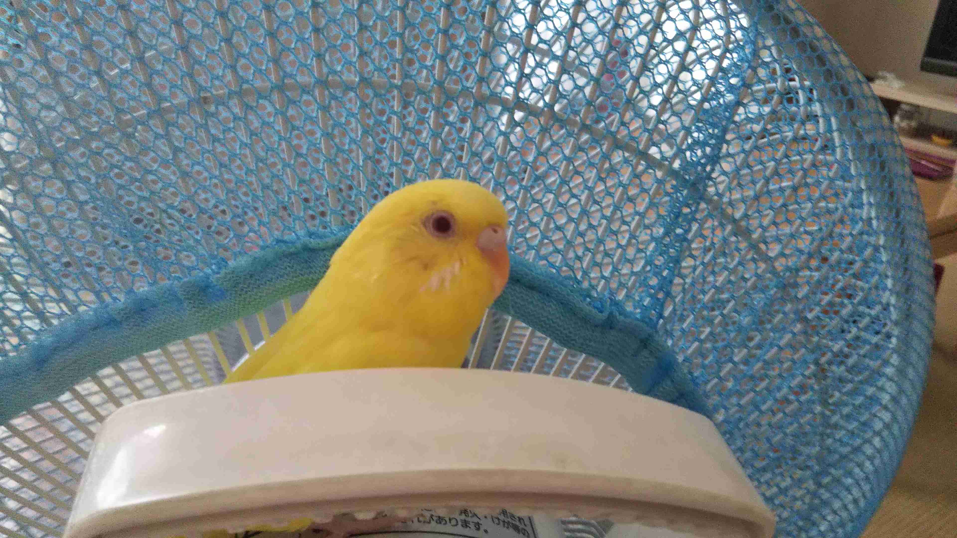 鳥カフェ(⊙ө⊙)倶楽部part6