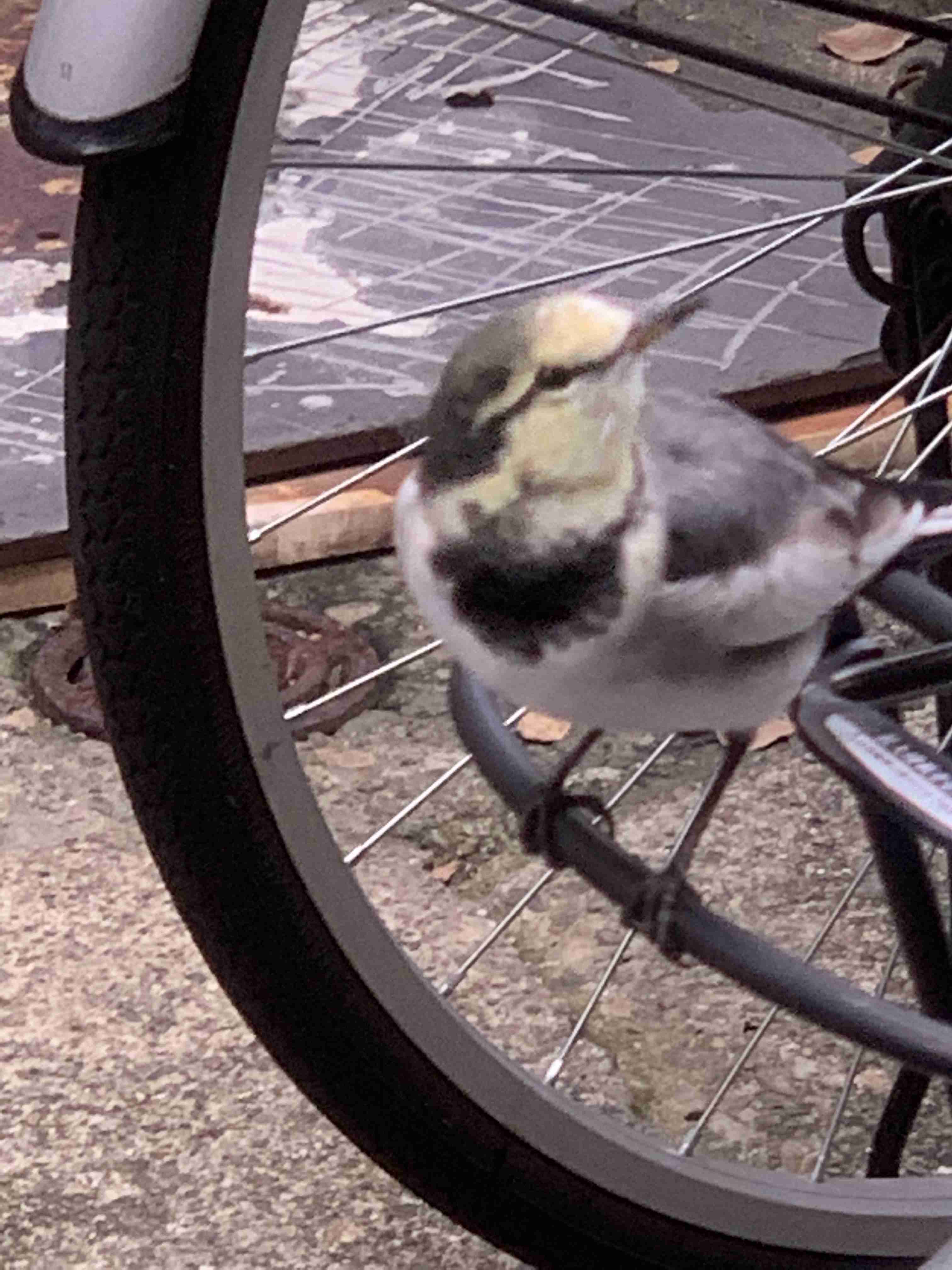 鳥カフェ(⊙ө⊙)倶楽部part6