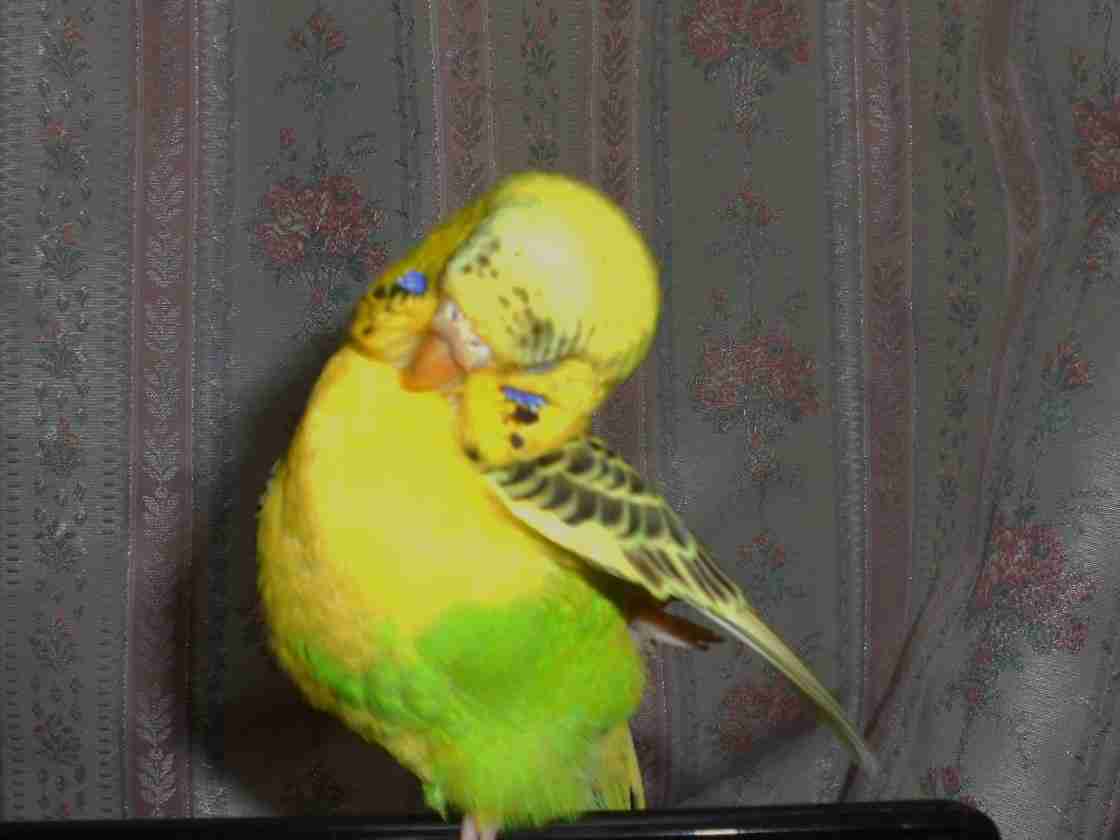 鳥カフェ(⊙ө⊙)倶楽部part6