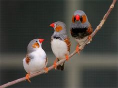 鳥カフェ(⊙ө⊙)倶楽部part6