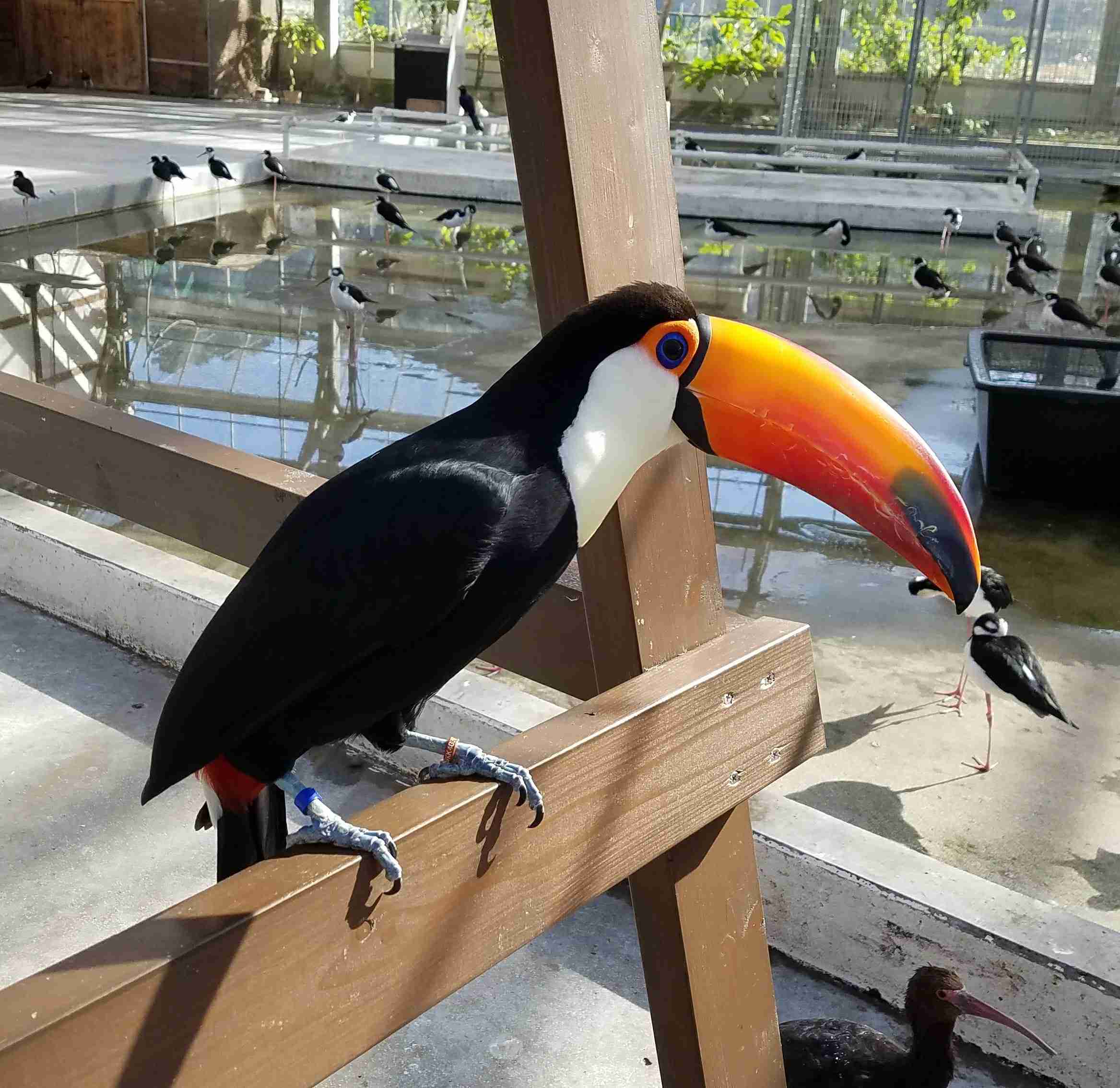 鳥カフェ(⊙ө⊙)倶楽部part6