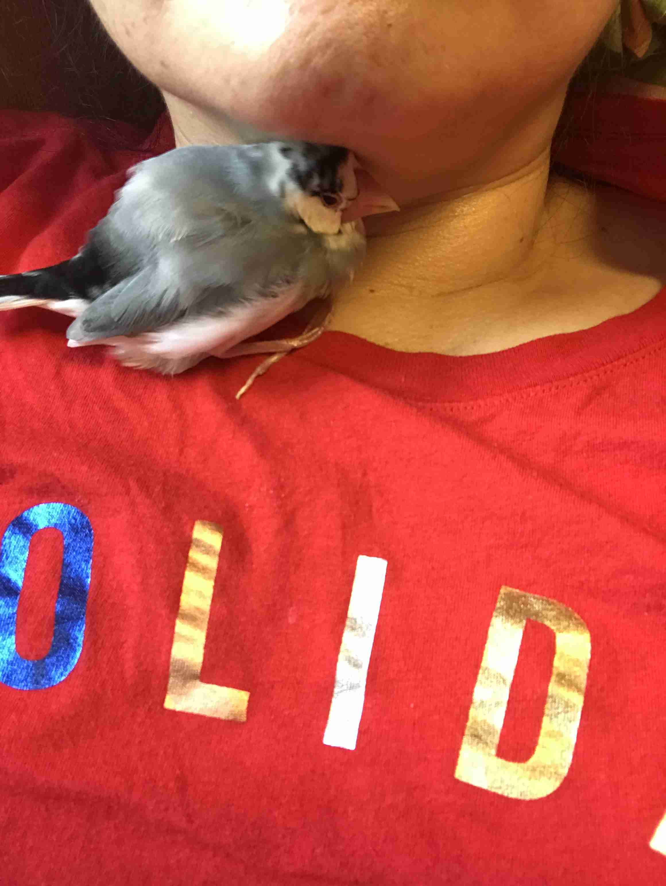 鳥カフェ(⊙ө⊙)倶楽部part6