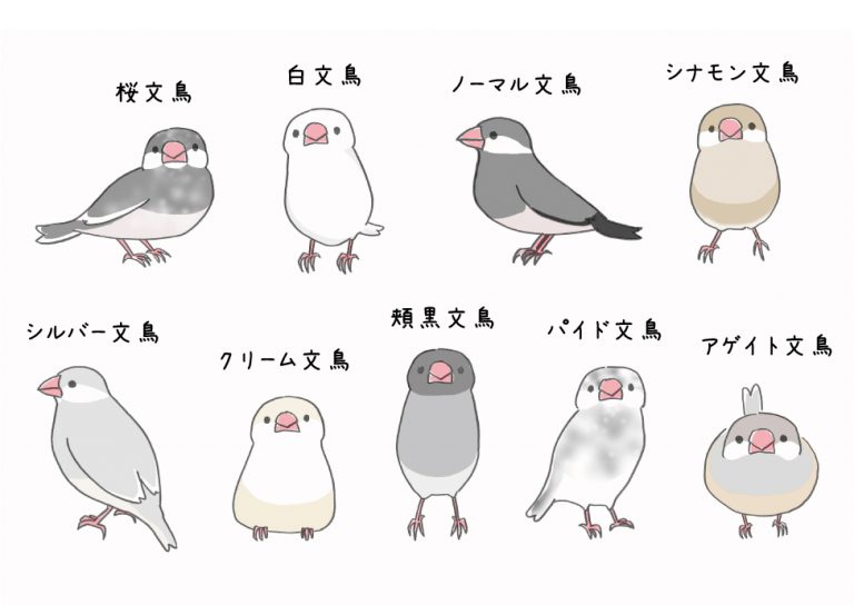 鳥カフェ(⊙ө⊙)倶楽部part6