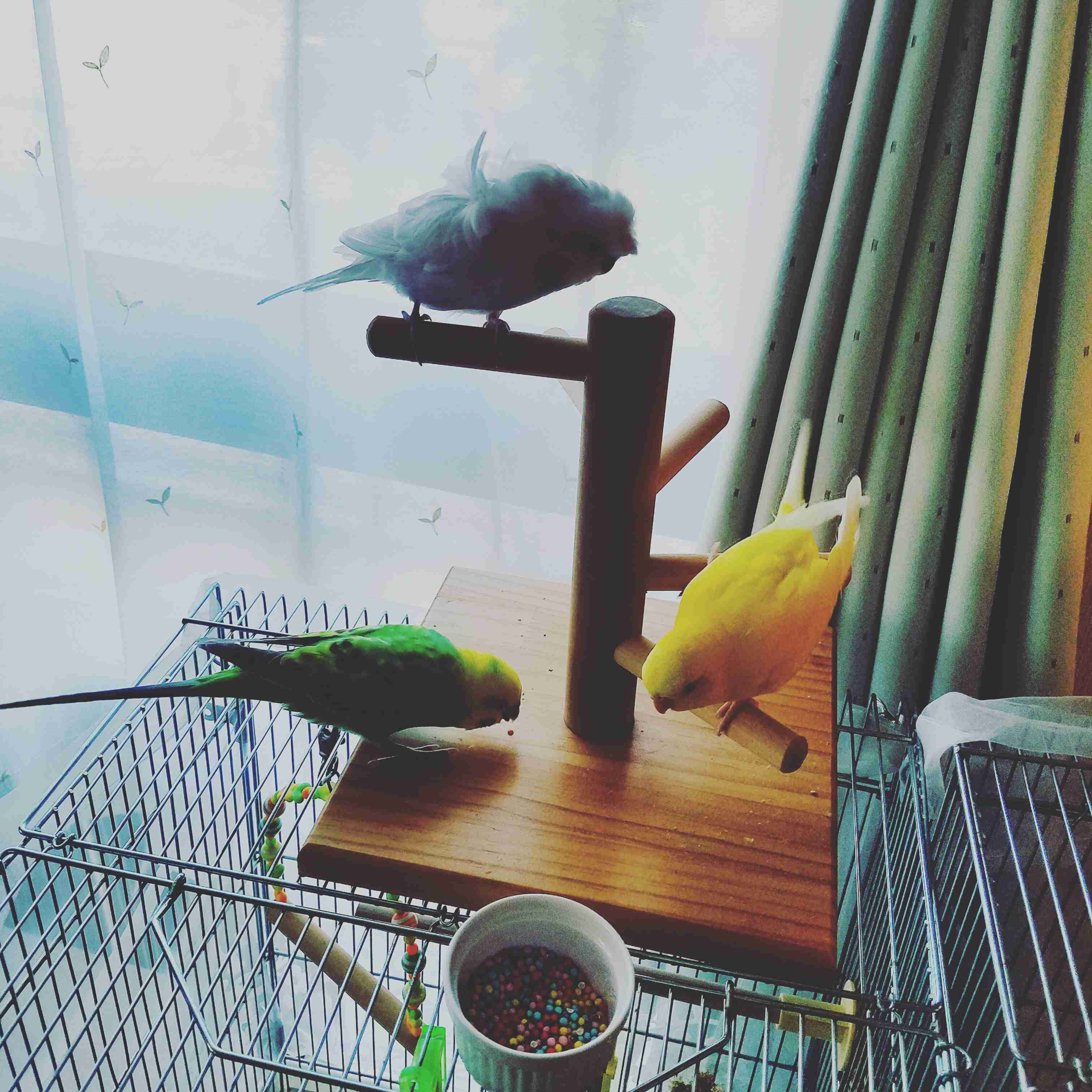 鳥カフェ(⊙ө⊙)倶楽部part6