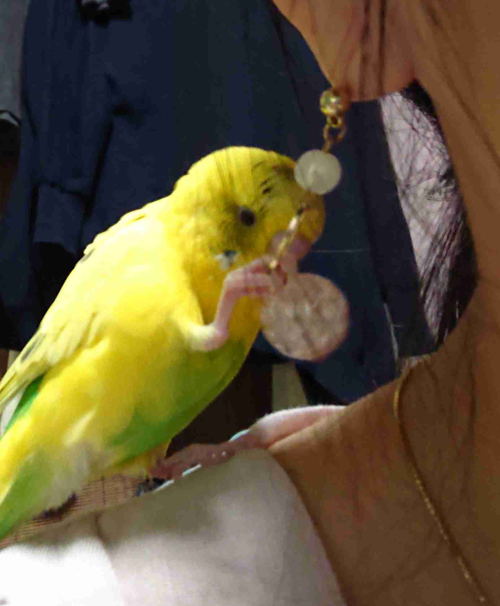 鳥カフェ(⊙ө⊙)倶楽部part6