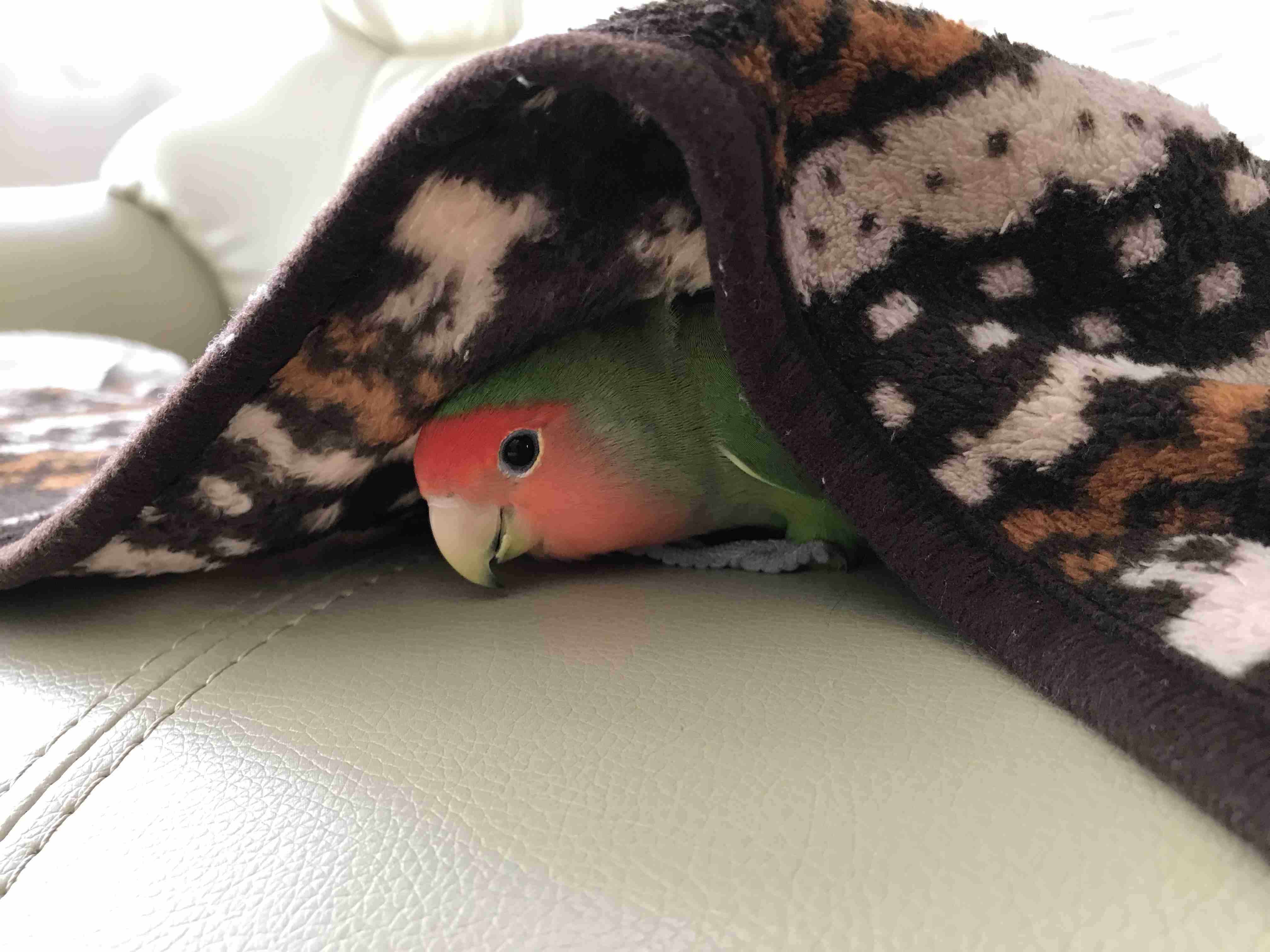 鳥カフェ(⊙ө⊙)倶楽部part6