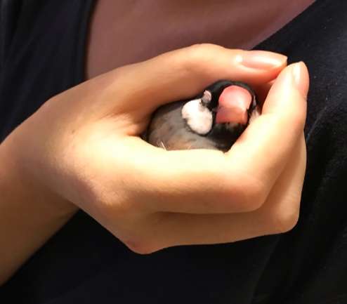 鳥カフェ(⊙ө⊙)倶楽部part6