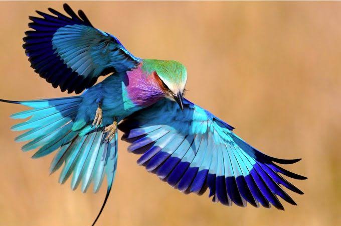 鳥カフェ(⊙ө⊙)倶楽部part6