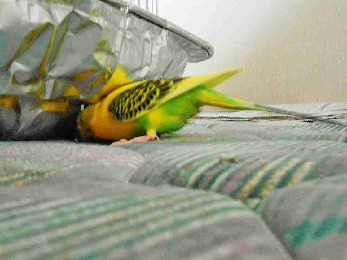 鳥カフェ(⊙ө⊙)倶楽部part6